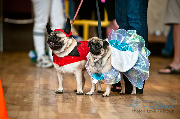 PugOWeen-208