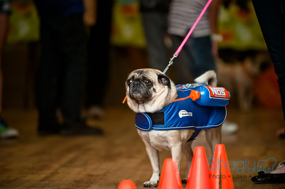 PugOWeen-72