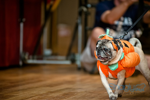 PugOWeen-228