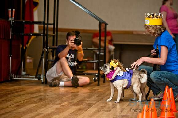 PugOWeen-219