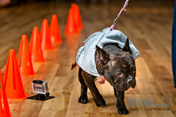 PugOWeen-165