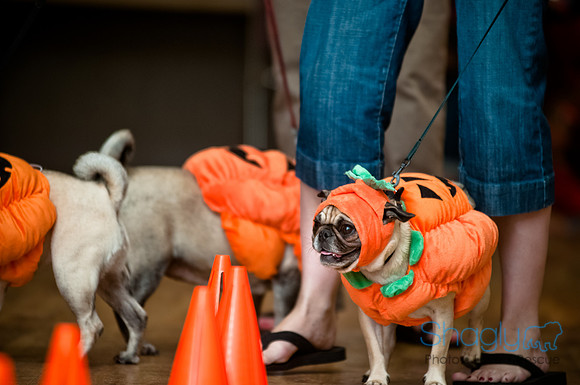 PugOWeen-227