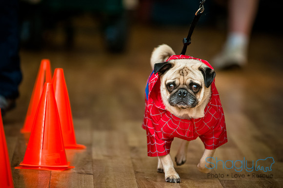 PugOWeen-155