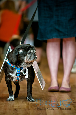 PugOWeen-121