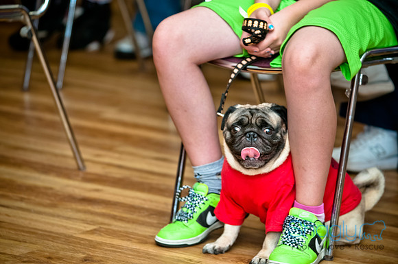 PugOWeen-237