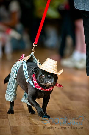 PugOWeen-128