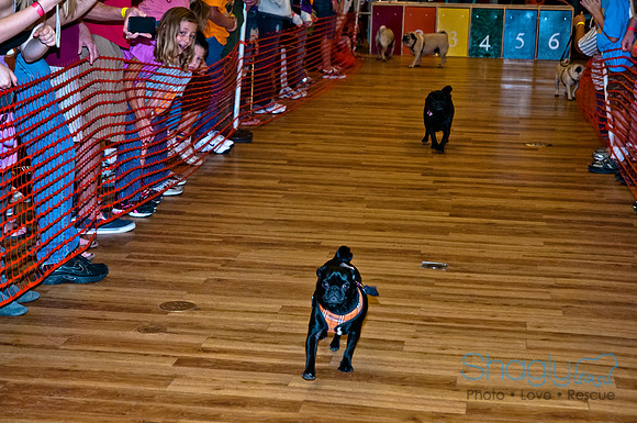 PugOWeen-258