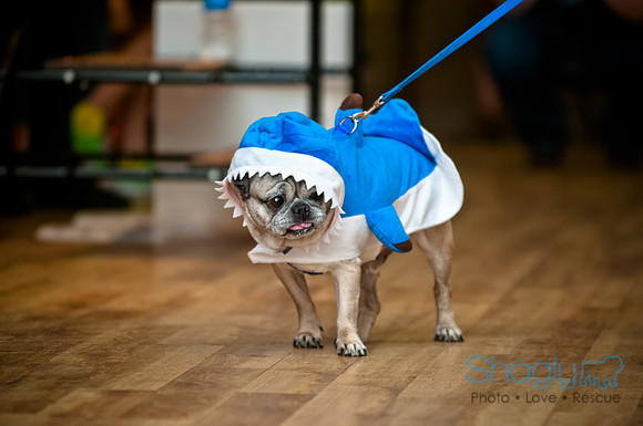PugOWeen-85