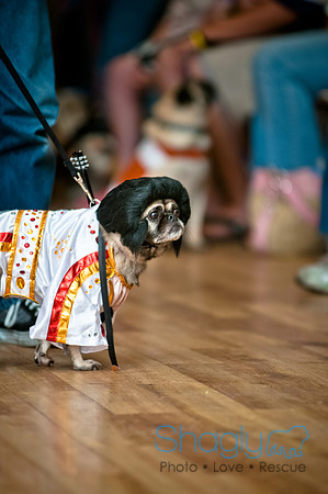 PugOWeen-69