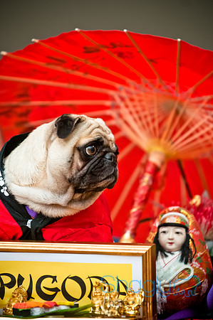 PugOWeen-50