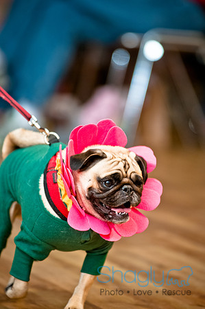 PugOWeen-29