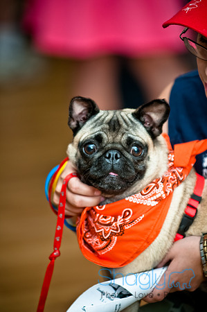 PugOWeen-138