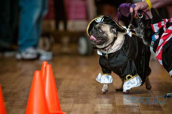 PugOWeen-190