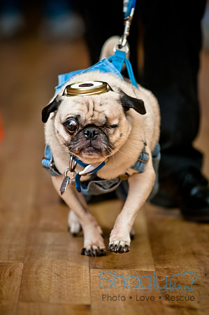 PugOWeen-101