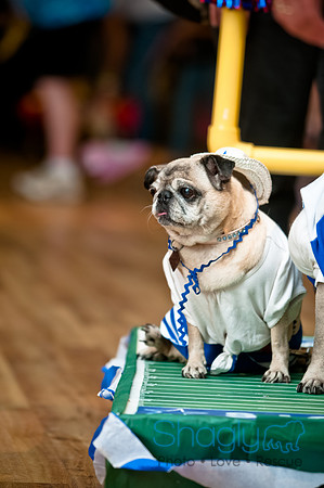 PugOWeen-216
