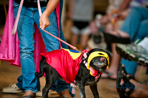 PugOWeen-235