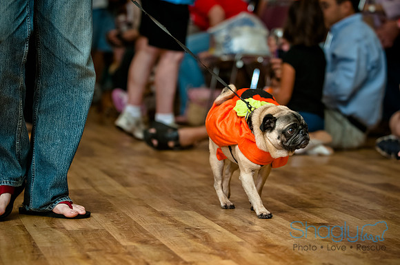 PugOWeen-150