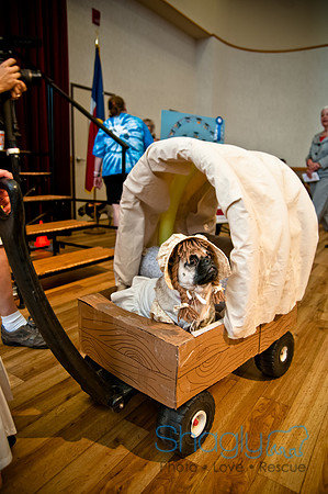 PugOWeen-254
