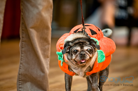 PugOWeen-231