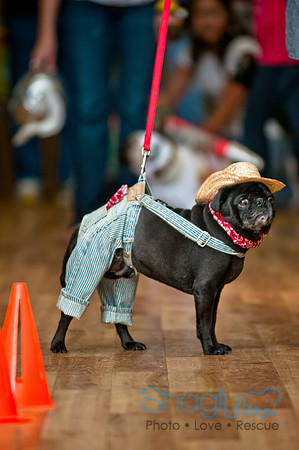 PugOWeen-126