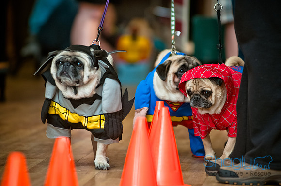 PugOWeen-152