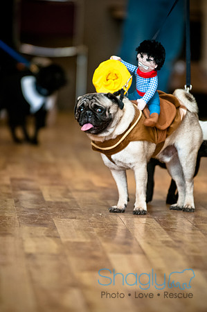 PugOWeen-179