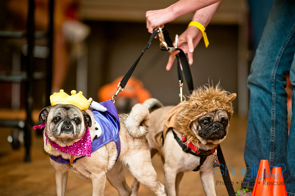 PugOWeen-220
