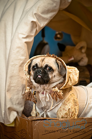 PugOWeen-35