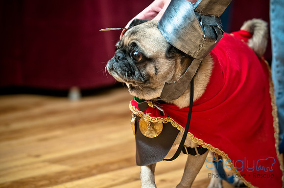 PugOWeen-206
