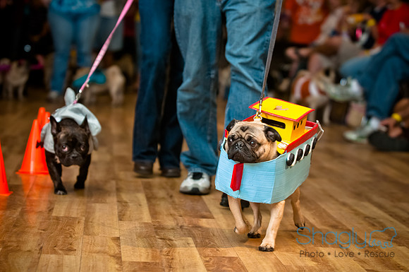 PugOWeen-164