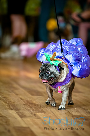PugOWeen-59