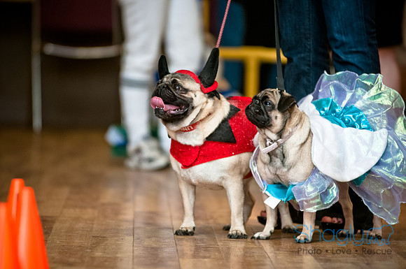 PugOWeen-209