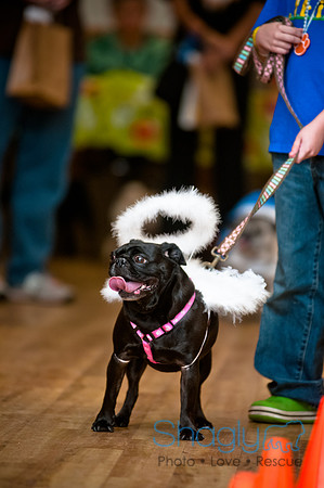 PugOWeen-83