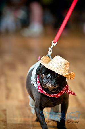 PugOWeen-129
