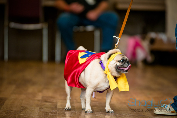 PugOWeen-234