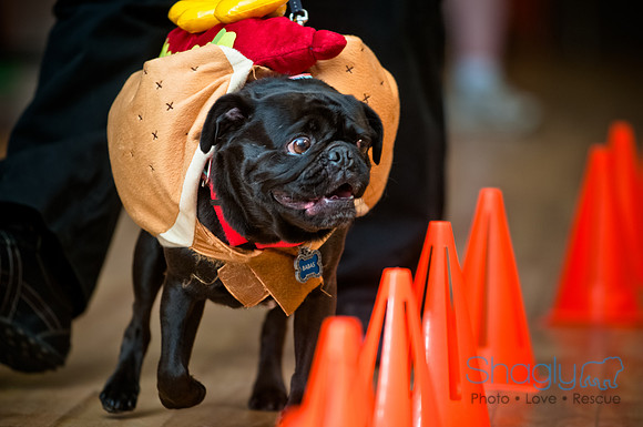 PugOWeen-89