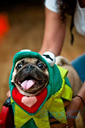 PugOWeen-135