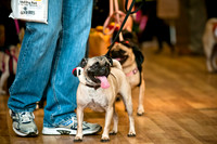 PugOWeen-5