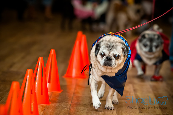 PugOWeen-174