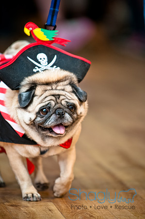 PugOWeen-53