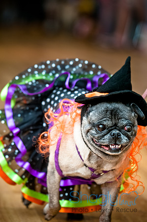 PugOWeen-55