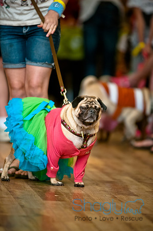 PugOWeen-118