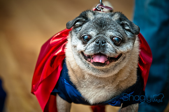 PugOWeen-175