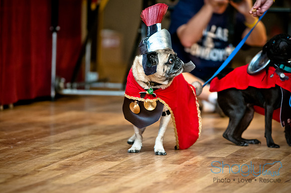 PugOWeen-205