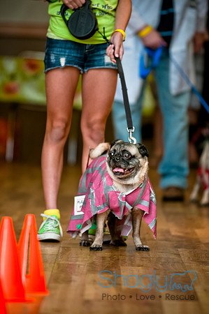 PugOWeen-107