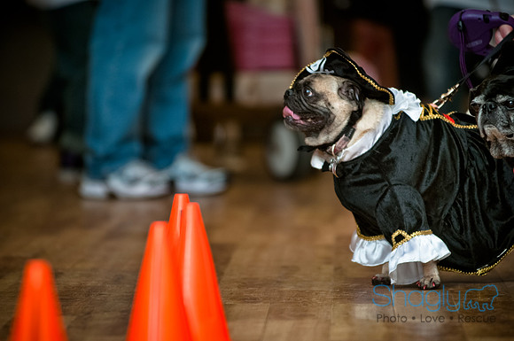PugOWeen-191