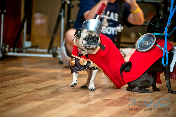 PugOWeen-204