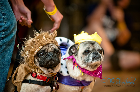 PugOWeen-222