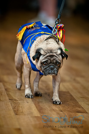 PugOWeen-74