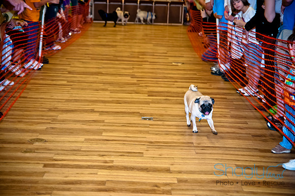 PugOWeen-265